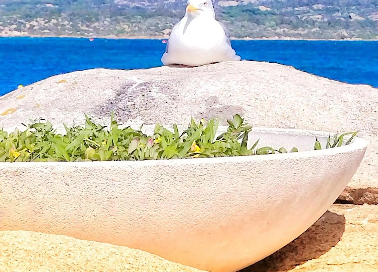 Casa Vacanze Gardenia La Maddalena Con Parcheggio Privato La Maddalena (Sassari)